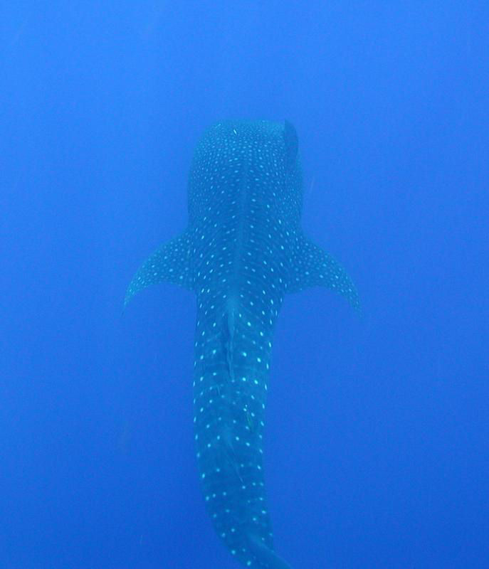 Rhincodon typus (Squalo balena)